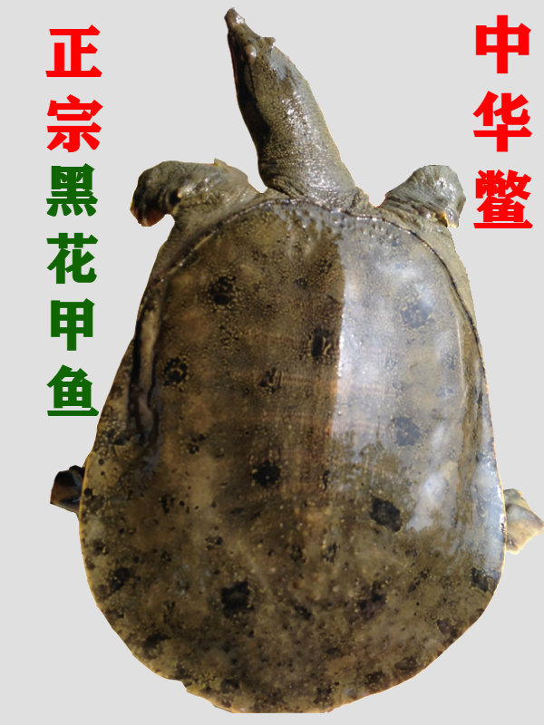 <b>中华鳖黑花甲鱼</b>