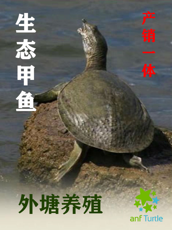 <b>外塘生态甲鱼</b>